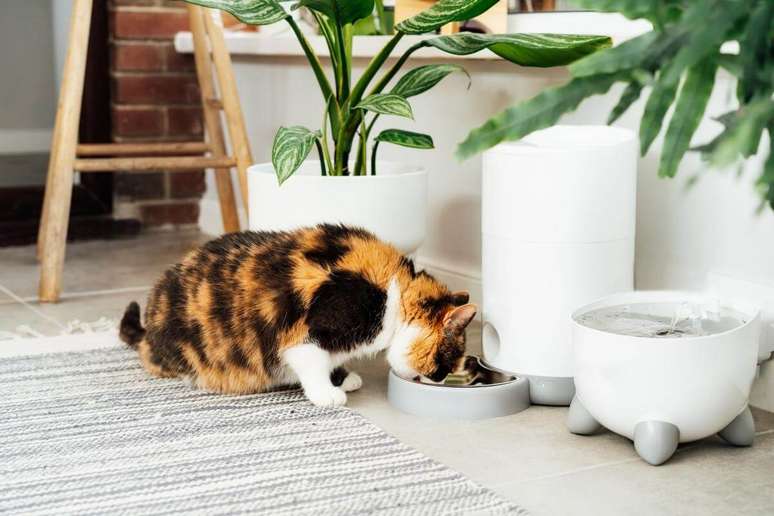 Comedouro inteligente permite que os tutores alimentem os animais remotamente 