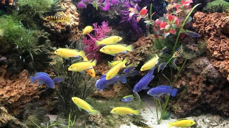 Bioeletrog&ecirc;nese &eacute; o nome da capacidade que alguns peixes t&ecirc;m de gerar eletricidade