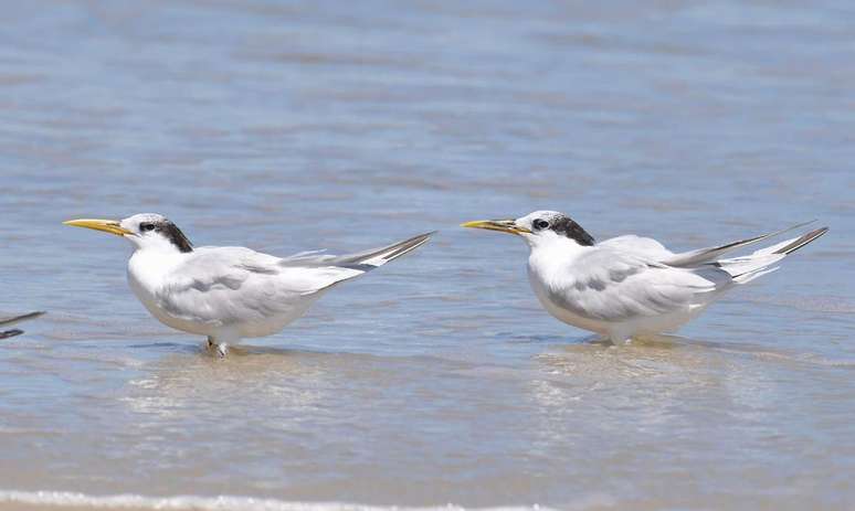 Rio registers first case of bird flu;  This is the third occurrence in the state.