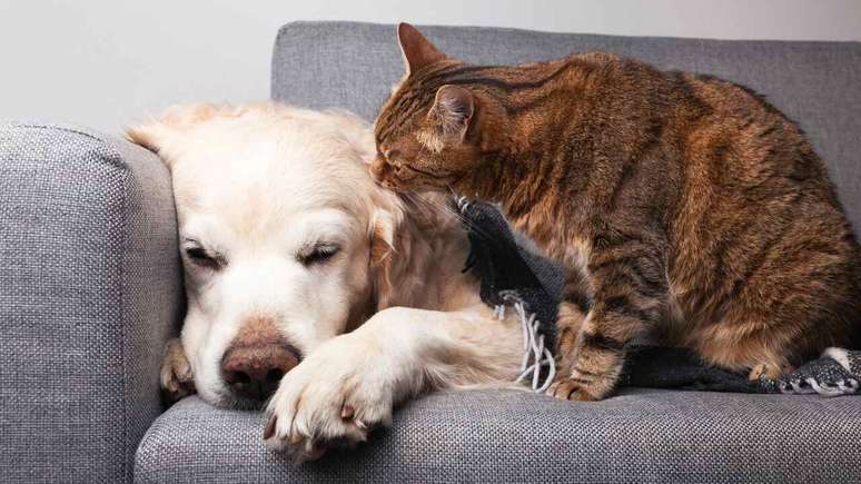 As verminoses são comuns e afetam a saúde de cães e gatos -