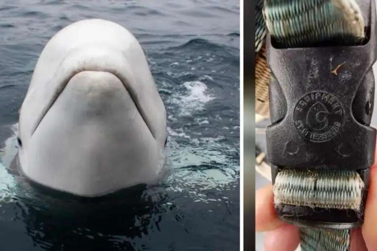 A baleia "007" foi descoberta pelo pescador Joar Hesten na região de Finnmark, no norte da Noruega, em abril de 2019