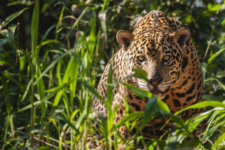 Onça no Pantanal, um dos biomas brasileiros