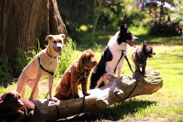 Raça, idade e ambiente social estão associados a traços de personalidade em cães