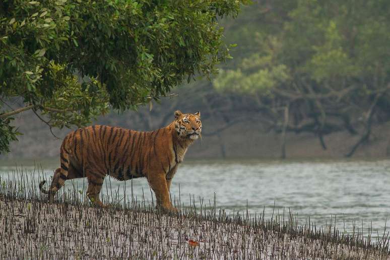 Parque Nacional do Sundarbans