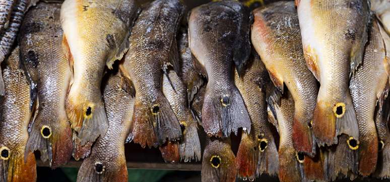 Pesquisadores analisaram diversas espécies de peixes para avaliar níveis de mercúrio