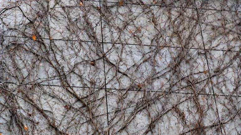 Estudo refor&ccedil;a teoria de que origem do ser humano &eacute; mais complexa do que se imaginava