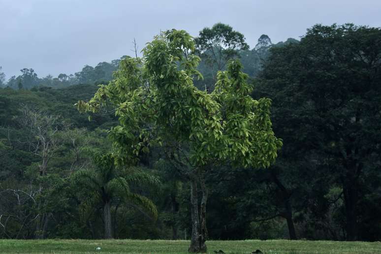 Parque do Carmo tem 90% de arborização, mas bairros ao lado são desertos de cobertura arbórea @Gabriela Vasques / Agência Mural