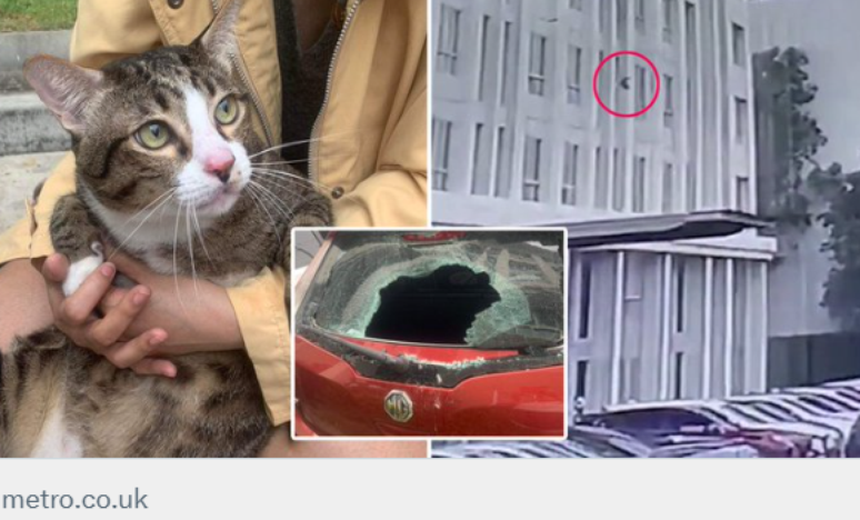 Gato sobrevive após cair do 6º andar e bater em para-brisa de carro