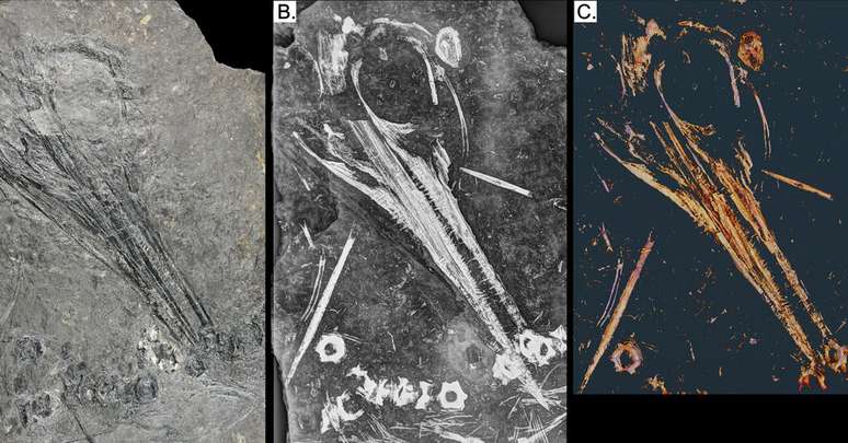 Restos mortais do animal foram descobertos em 2008