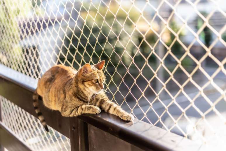 A instalação de telas nas janelas é uma maneira fácil e acessível de proporcionar segurança aos gatos 