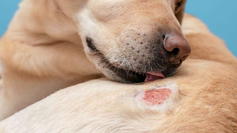 A coceira em cães pode causar lesões e feridas na pele do pet -