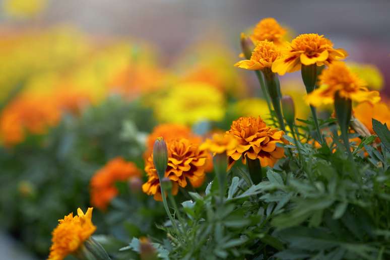 marigolds
