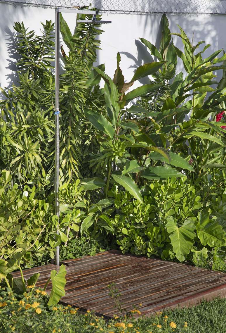 Esp&eacute;cies na fotos: Lantana amarela; Filodendro Wilsoni; Clusia; Pleomele; Bast&atilde;o do imperador; Alp&iacute;nia vermelha