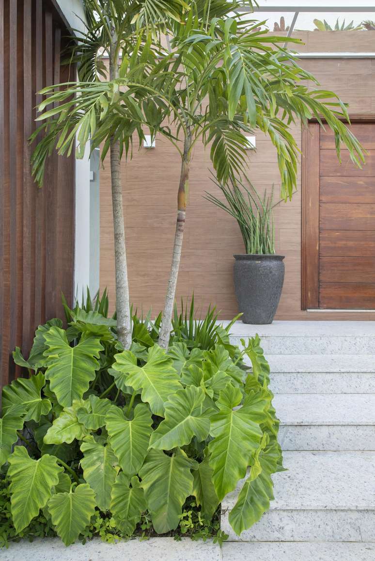 Esp&eacute;cies na fotos. Filodendro Wilsoni; Neomarica; Lan&ccedil;a de S&atilde;o Jorge; Palmeira Veitchia