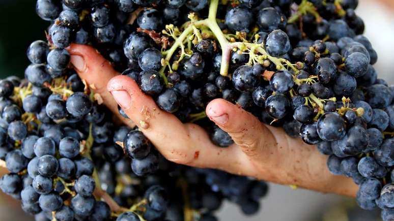 Crise dos vinhos Bordeaux: produtores assinam acordo para arrancar 9% das plantações