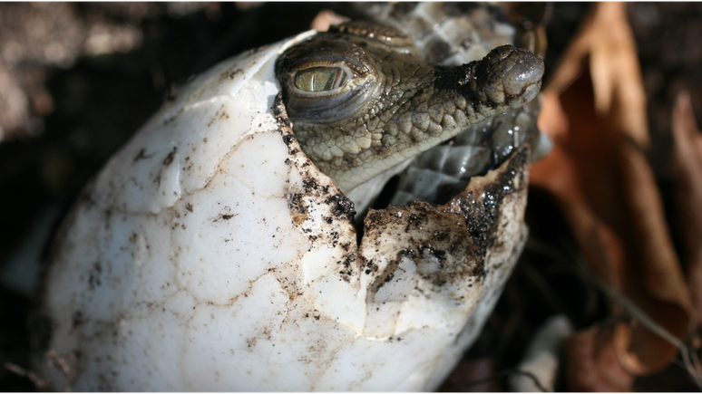 Os chamados 'nascimentos virginais' em crocodilos podem ser comuns, diz pesquisador