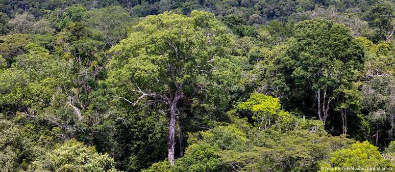 No governo Bolsonaro, o desmatamento médio anual na Amazônia brasileira aumentou mais de 75% em comparação com a década anterior.