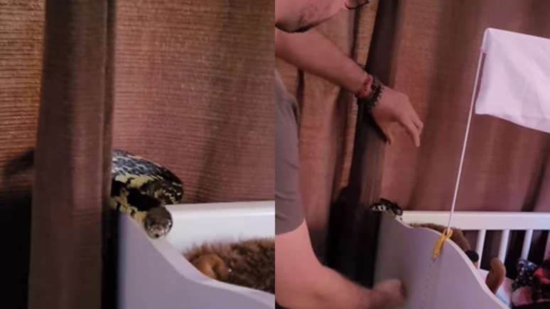 Cobra é capturada dentro de berço de bebê em Santa Catarina; vídeo 