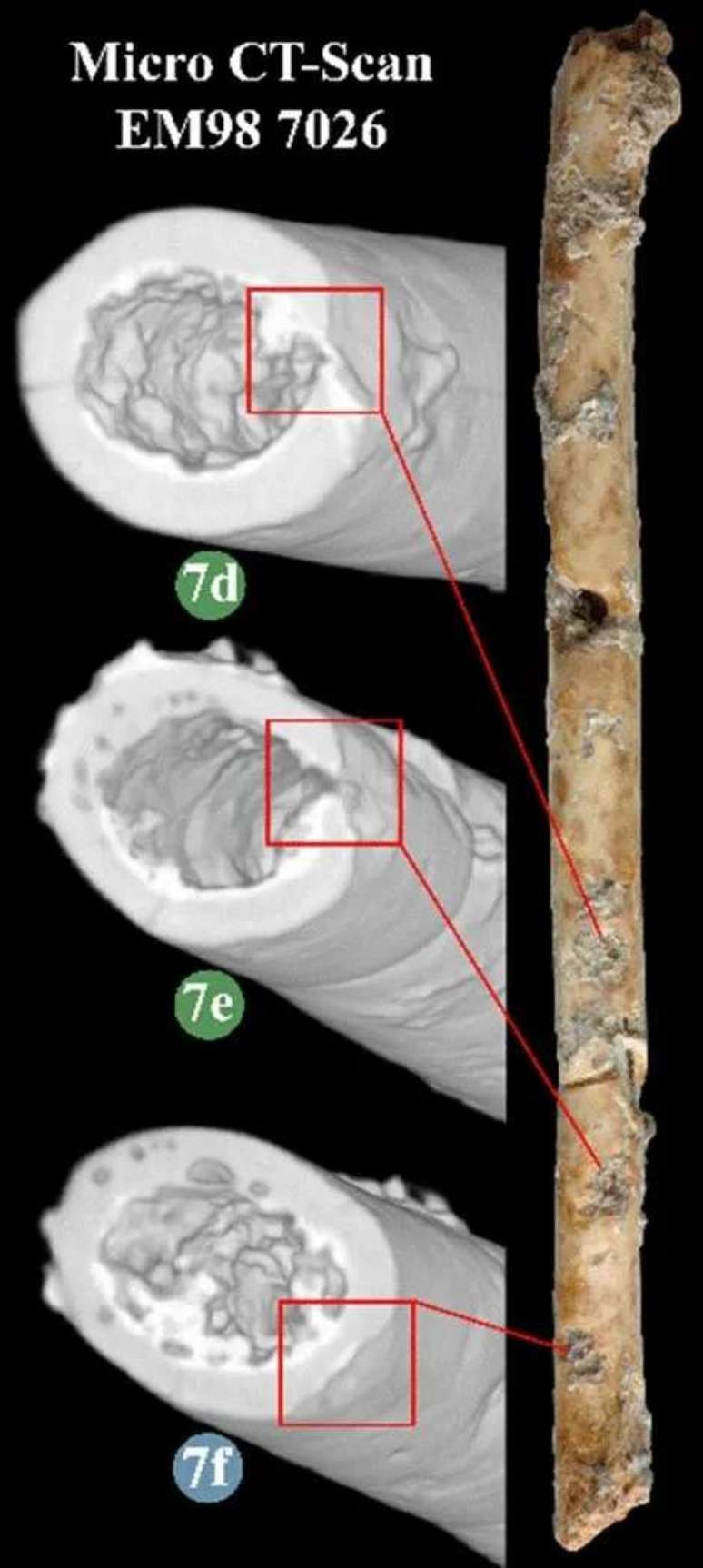 The details of the flute, revealed by the CT scans, were reproduced in 3D copies that the scientists could play. The details of the flute, revealed by the CT scans, were reproduced in 3D copies that the scientists could play.