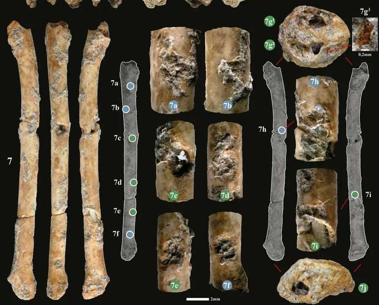 Some details of bone flutes found in Israel, the oldest instruments in the world to imitate birdsong (Image: Davin et al./Scientific Reports) Some details of bone flutes found in Israel, the oldest instruments in the world to imitate birdsong (Image: Davin et al./Scientific Reports)