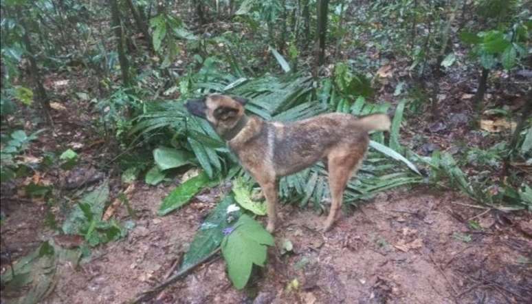 O pastor belga Wilson, do Exército da Colômbia, um dos dez cães que participaram do resgate das crianças, se perdeu na selva colombiana