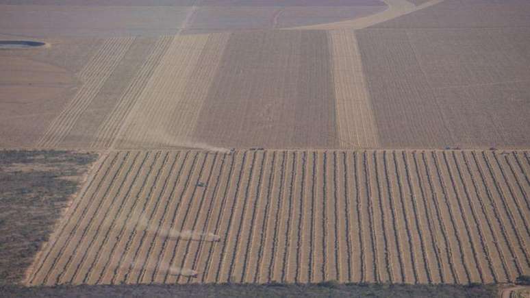 Cerca de 45% da área desmatada do Cerrado deu lugar à agropecuária, como plantação de soja