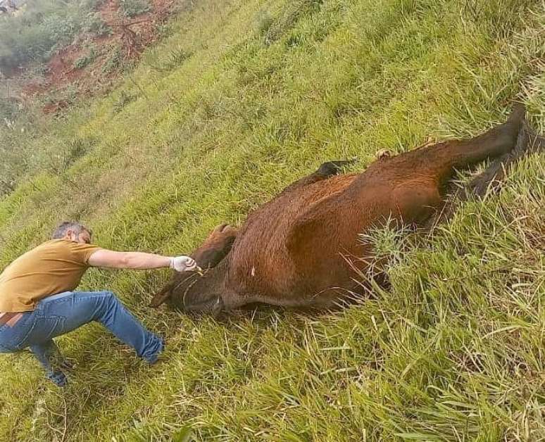 Ataque de abelhas mata dois cavalos no bairro Pinhalzinho