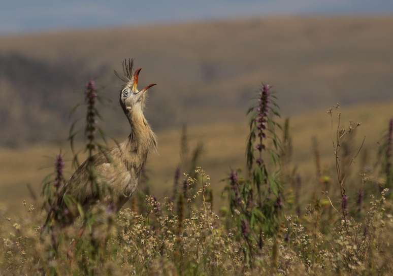 Seriema de patas vermelhas: é responsável por um terço da biodiversidade do país