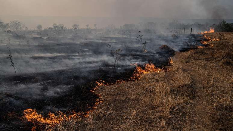 Território desmatado nos primeiros cinco meses de 2023 equivale a quase a área total da cidade de Belo Horizonte, Minas Gerais