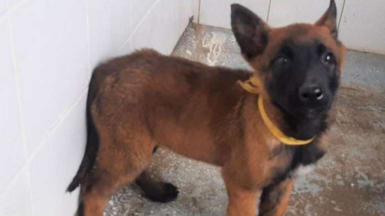 Wilson &eacute; membro dos esquadr&otilde;es de busca desde que era um filhote