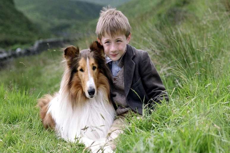10 Dogs Who Were Successful In Movies