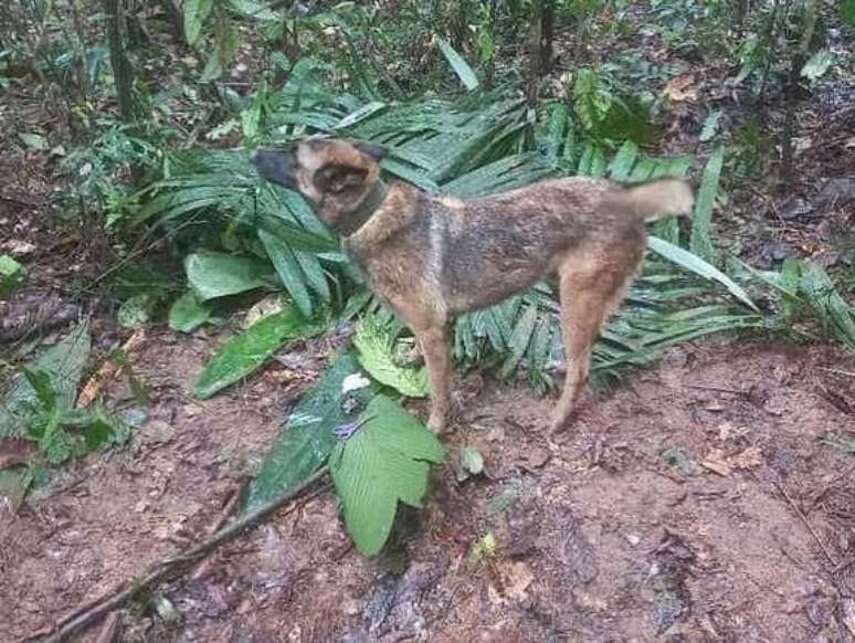 C&atilde;o Wilson durante a busca pelas crian&ccedil;as