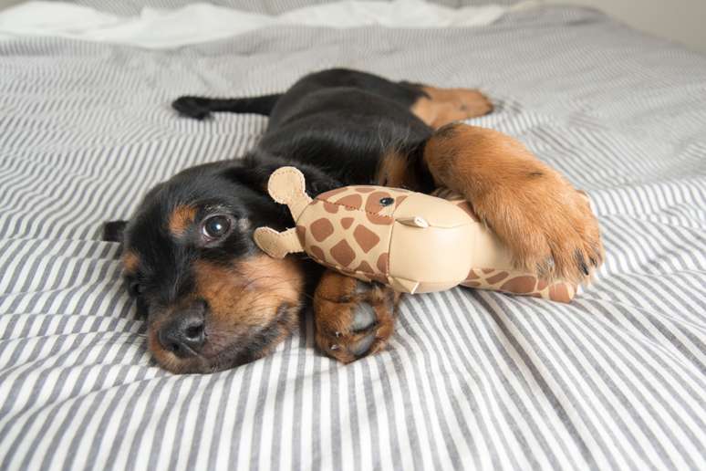 Para lavar os brinquedos de tecido, utilize um detergente suave e evite amaciantes 