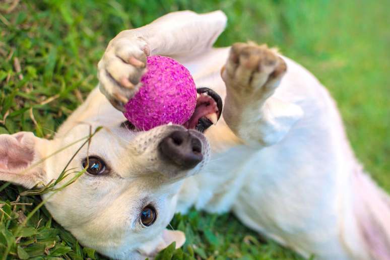 Brinquedo 2 em 1 para cuidar do cão