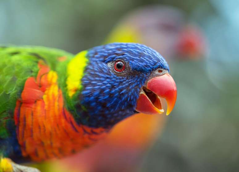 Papagaios na Austrália estão sendo afetados por uma misteriosa doença paralisante