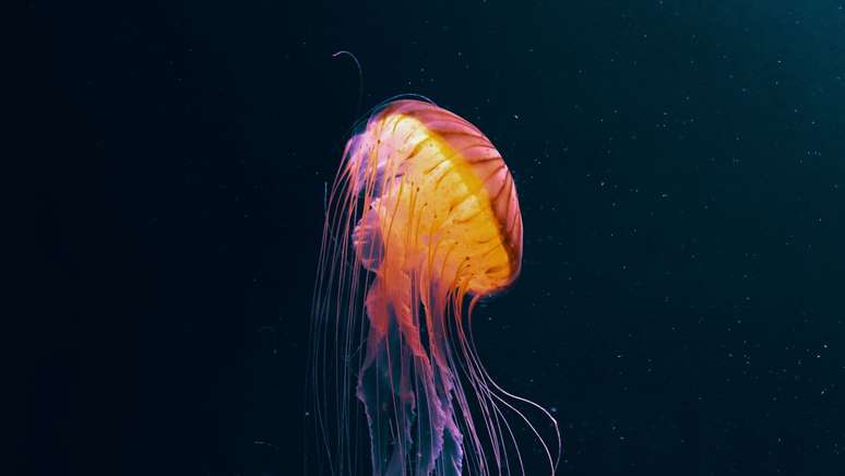 Rare species of jellyfish found in the depths of the Pacific