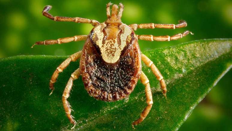 A febre maculosa é uma doença infecciosa transmitida pela picada do carrapato-estrela, geralmente encontrados em bois e cavalos