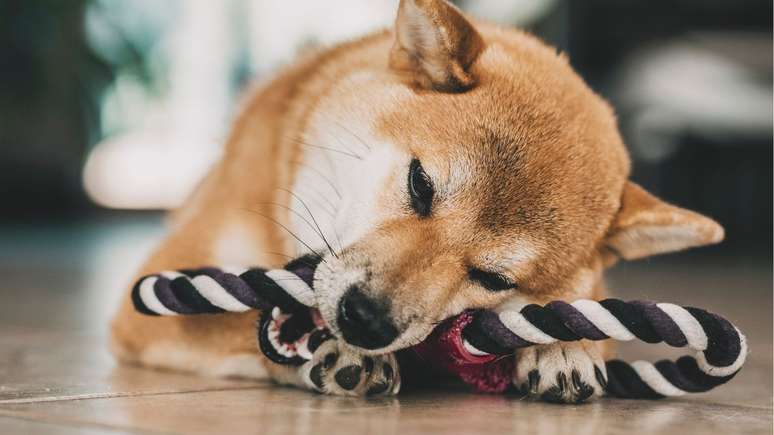 O ambiente residencial precisa ser adaptado para a chegada de novos pets – Shutterstock