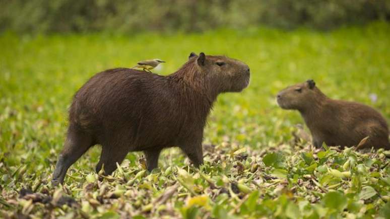 Capivaras são um dos animais que carregam carrapatos-estrela