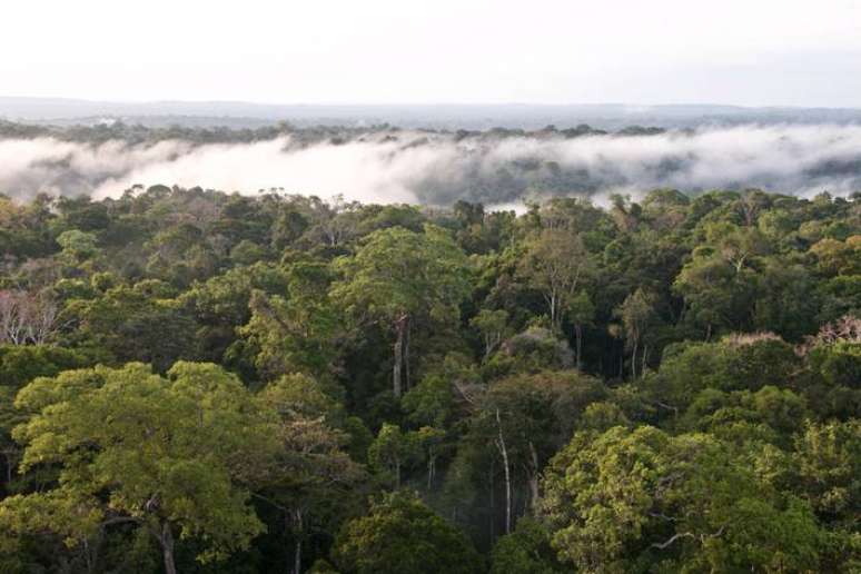 Observatório Torre Alta da Amazônia (ATTO, na sigla em inglês) fica na Reserva Biológica do Uatumã, no Amazonas.