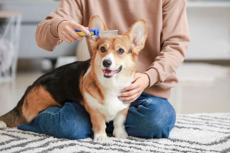 Retirar a roupa para escovar o pet é importante quando se trata de evitar parasitas 