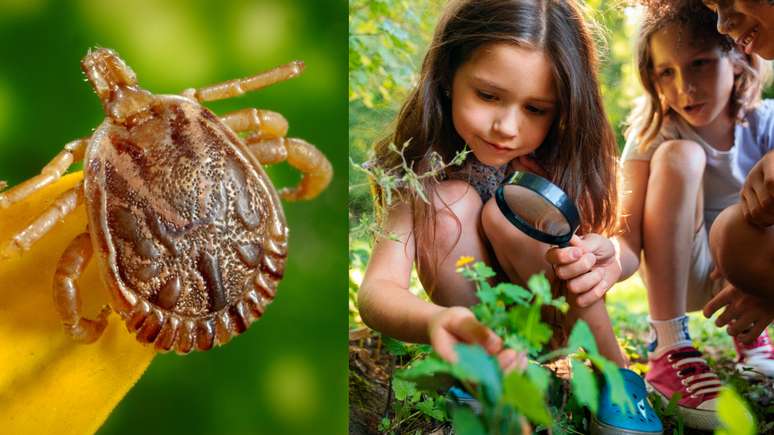 Crianças e a febre maculosa: como proteger seu filho da doença?