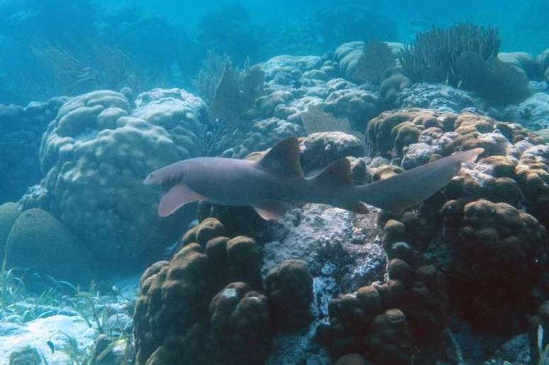 Um tubarão-enfermeira é visto no recife de coral em Belize