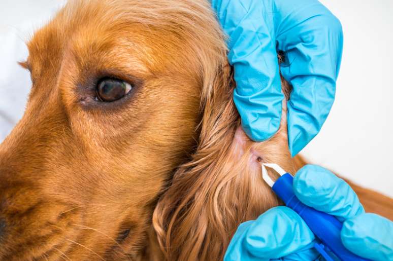 Imagem representativa de um veterinário retirando carrapato de um cachorro