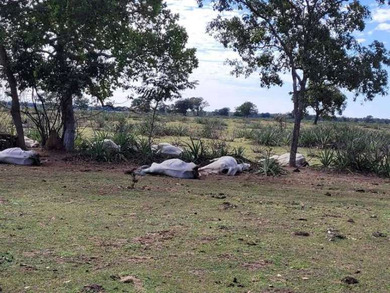 1.071 bovinos morreram no Mato Grosso do Sul por conta das baixas temperaturas