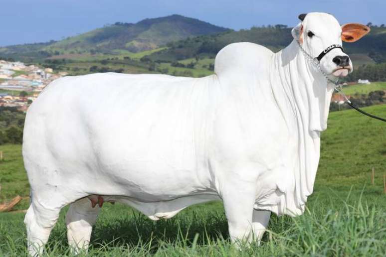 Vaca vendida no Brasil bate recorde de preço e é tão cara que tem diferentes donos.