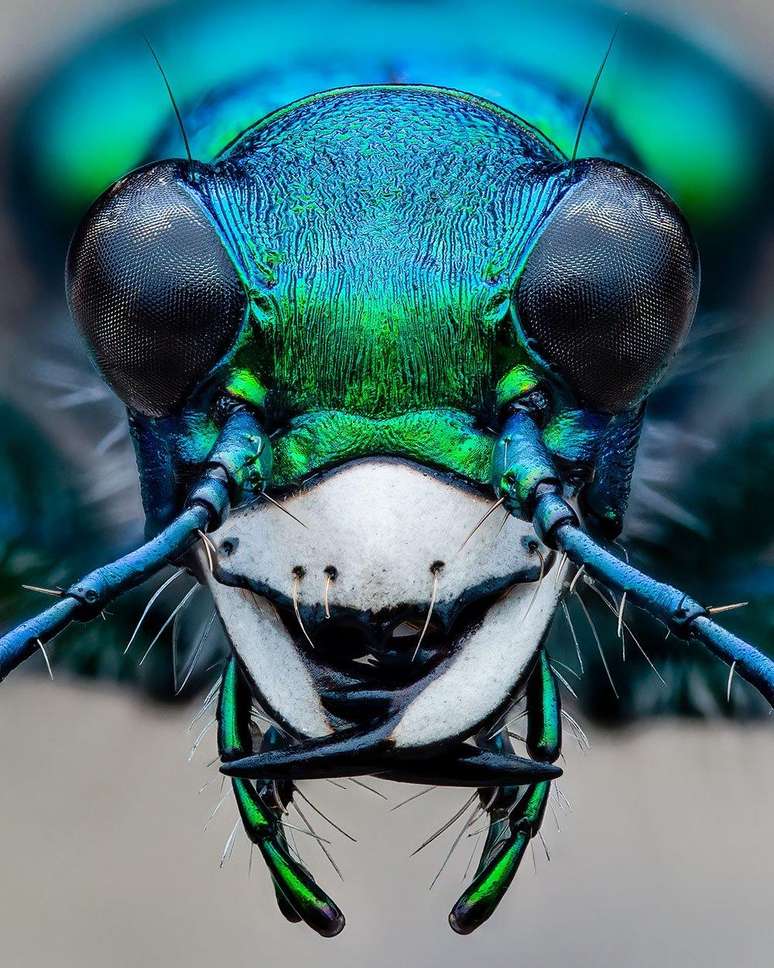 Este besouro (Cicindela sexguttata) foi fotografado pelas lentes de Benjamin Salb