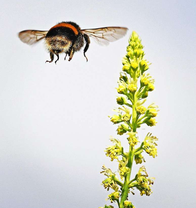 Raymond J Cannon capturou uma abelha (Bombus terrestris) em pleno voo
