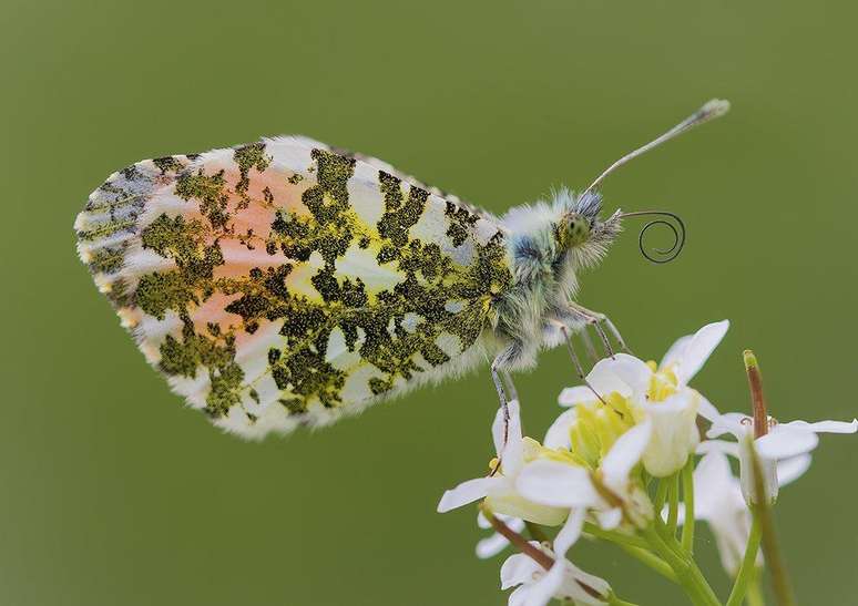Sarah Perkins fotografou uma borboleta (Anthocharis cardamines) iluminada pelo Sol da tarde