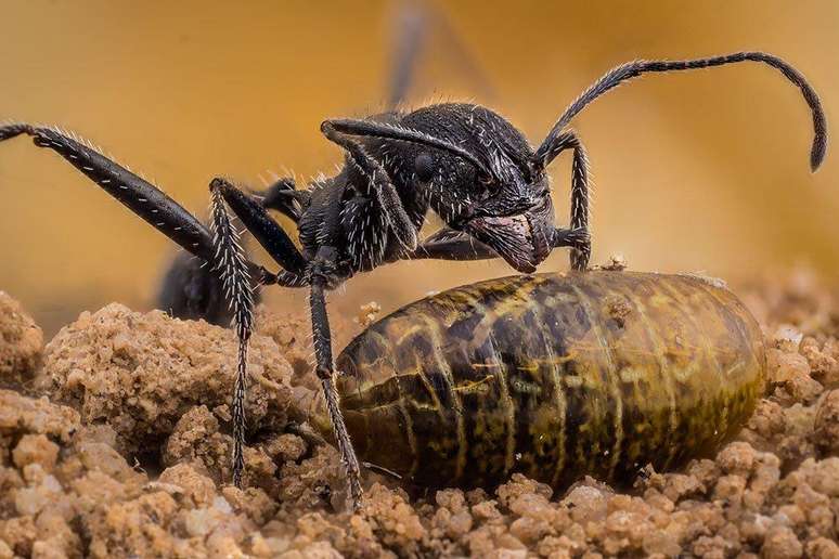 &Aacute;ngel Plata fotografou uma Aphaenogaster iberica &mdash; 'Como o nome sugere, esta formiga &eacute; nativa da Pen&iacute;nsula Ib&eacute;rica, mas tamb&eacute;m de Marrocos', afirmou